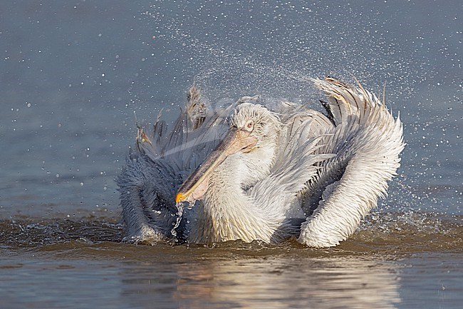 Bathing Dalmatian pelican (Pelecanus crispus) at Lake Kerkini stock-image by Agami/Mathias Putze,