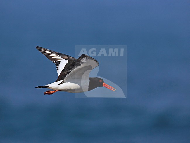 Eurasian Oystercatcher adult flying, Scholekster adult vliegend stock-image by Agami/Markus Varesvuo,