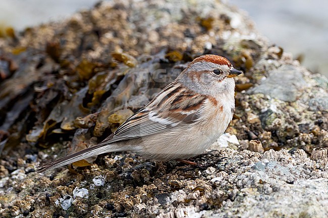 A beautiful and rare close up shot of an adult male American Tree Sparrow foraging on kelp covered rocks right at the sea at Jericho Park in Vancoucer, British Colombua. stock-image by Agami/Jacob Garvelink,