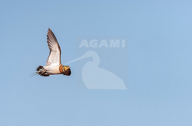 Pin-tailed Sandgrouse (Pterocles alchata) in steppes near Belchite in Spain. stock-image by Agami/Marc Guyt,