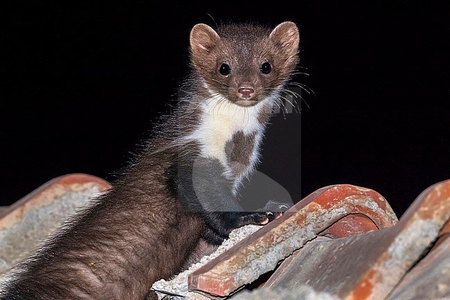 Beech Marten sitting on a roof in Karapinar, Turkey. stock-image by Agami/Vincent Legrand,