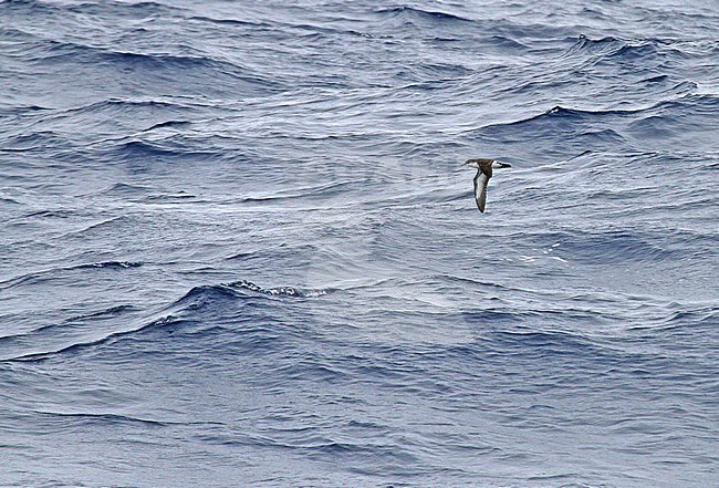 Endangered Bannerman's Shearwater (Puffinus bannermani) flying low over the sea between Micronesia and Japan. stock-image by Agami/Pete Morris,