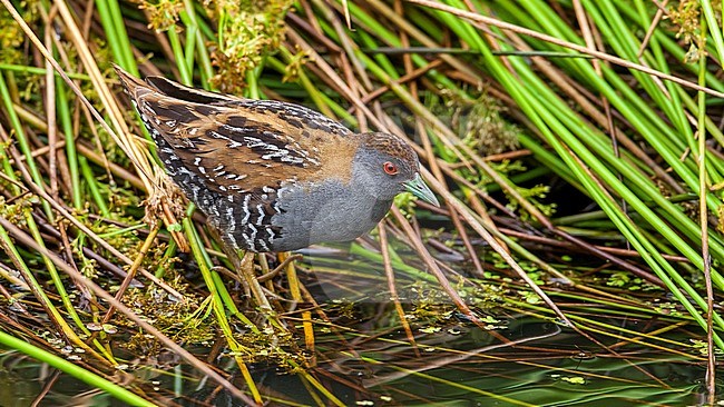 Male Baillon's Crake walking through a swamp, Netherlands. stock-image by Agami/Vincent Legrand,
