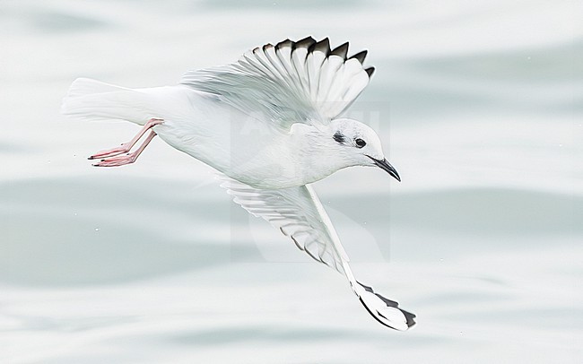 Bonaparte's gull (Chroicocephalus philadelphia) stock-image by Agami/Lennart Verheuvel,