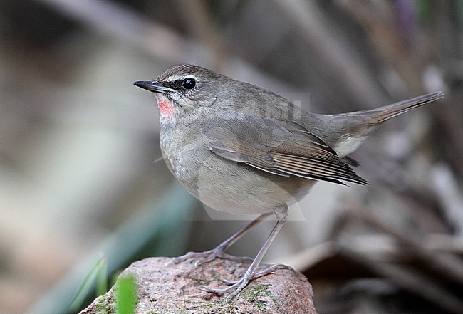 Siberian Rubythroat, Luscinia calliope, presumed 2ndW female at Doi Lang, Thailand stock-image by Agami/Helge Sorensen,