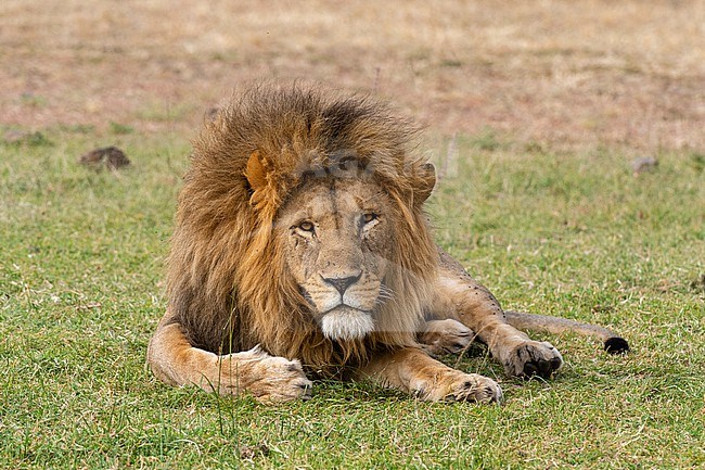 A male lion, Panthera leo, resting on grass. Masai Mara National Reserve, Kenya, Africa. stock-image by Agami/Sergio Pitamitz,