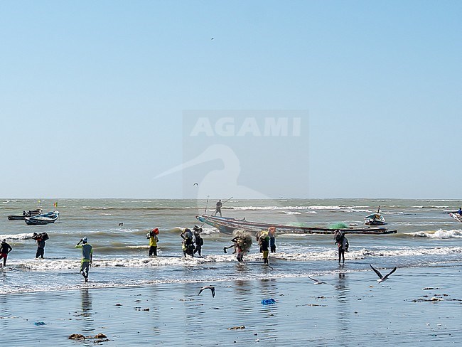 Typical beach landscape in the Gambia. Beautiful stretch of the coast. Fisherman at work. stock-image by Agami/Hans Germeraad,