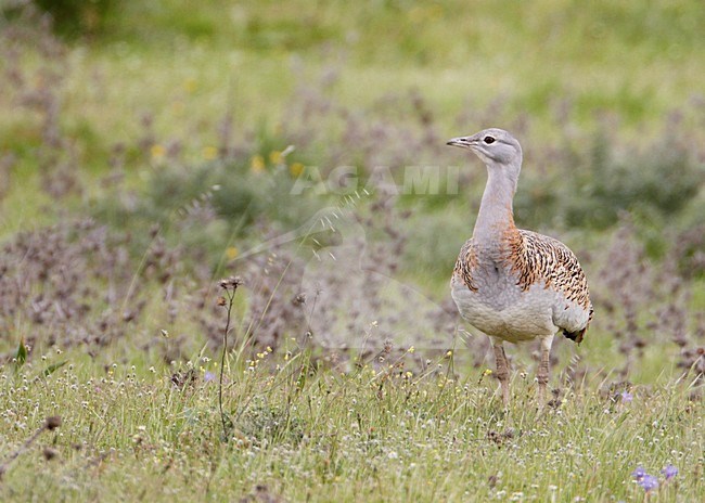 Female Grote trap; Female Great Bustard stock-image by Agami/Markus Varesvuo,