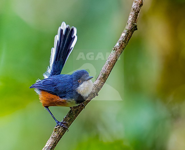 Black-collared Apalis (Oreolais pulcher) perched alert on a branch in a forest in Cameroon. stock-image by Agami/Dustin Chen,