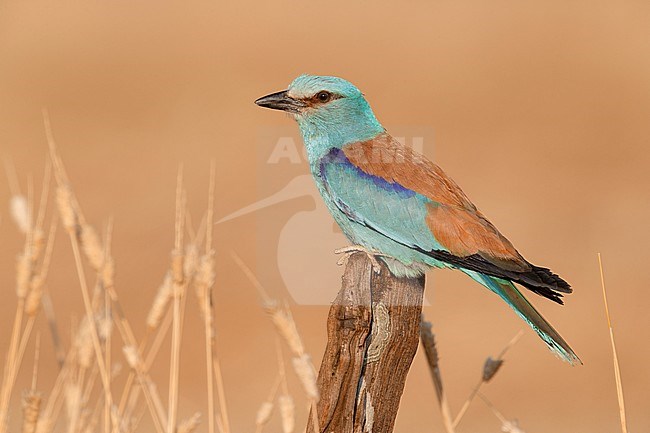 European Roller (Coracias garrulus), side view of an adult male perched on a post, Campania, Italy stock-image by Agami/Saverio Gatto,
