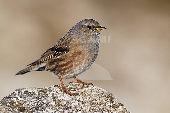Alpine Accentor (Prunella collaris) perched on a rock in Italy. stock-image by Agami/Daniele Occhiato,