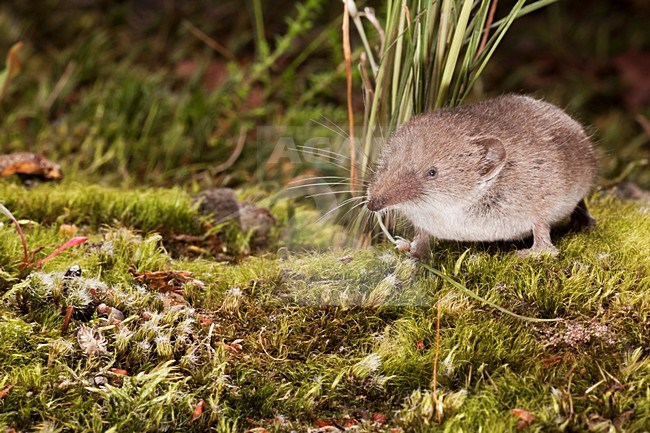 Huisspitsmuis op de grond; Greater White-toothed Shrew on the ground stock-image by Agami/Theo Douma,