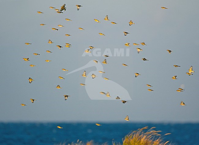 Groenlingen op trek; Greenfinches on migration stock-image by Agami/Markus Varesvuo,