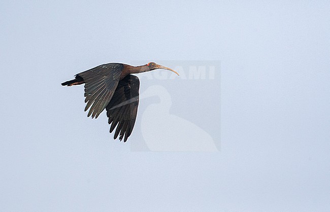 Red-naped ibis (Pseudibis papillosa), also known as the Indian Black Ibis, seen in flight. stock-image by Agami/Marc Guyt,