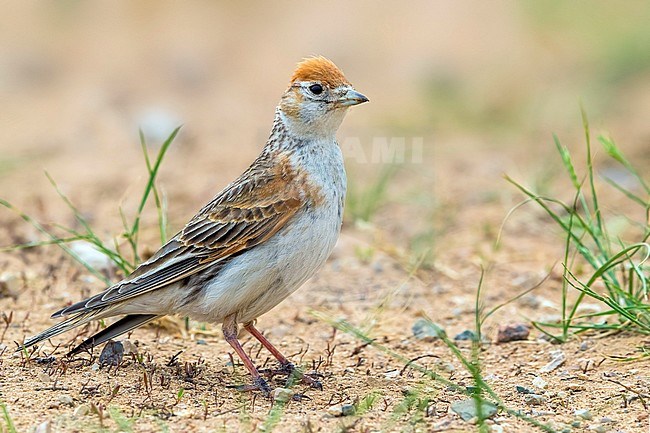 Adult male White-winged Lark (Alauda leucoptera) standing on the ground in the steppes of Kazakhstan. stock-image by Agami/Daniele Occhiato,