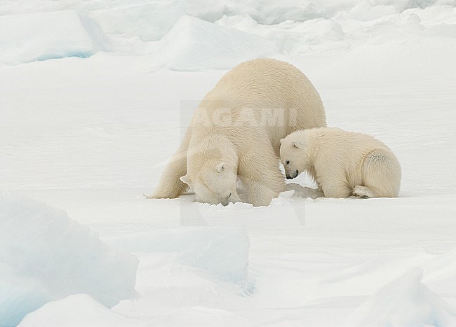 Polar bear (Ursus maritimus) adult digging a hole for prey with cub watching stock-image by Agami/Roy de Haas,
