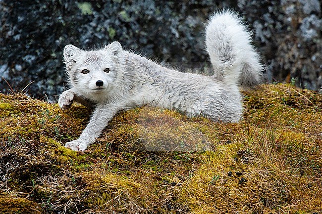 Arctic fox (Vulpes lagopus) stretching legs on Svalbard. stock-image by Agami/Caroline Piek,