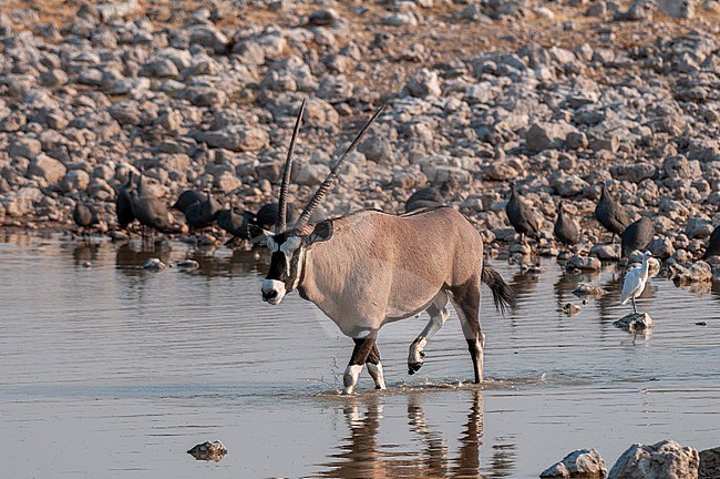 A gemsbok, Oryx gazella, wades into a waterhole. Etosha National Park, Namibia. stock-image by Agami/Sergio Pitamitz,