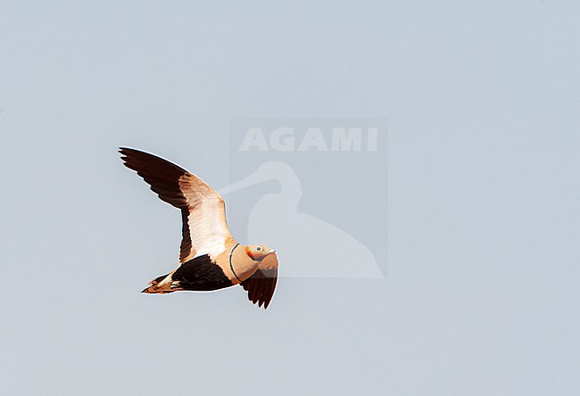 Black-bellied Sandgrouse (Pterocles orientalis) in the steppes near Belchite in Spain. stock-image by Agami/Marc Guyt,
