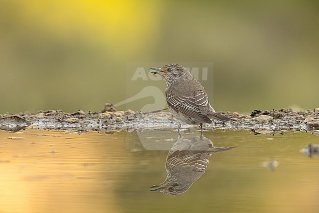 In the setting of Los Monegros, Spain, a spotted flycatcher rests by a pond. Against a backdrop of soft green and golden hues. stock-image by Agami/Onno Wildschut,