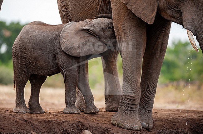 An African elephant calf, Loxodonta africana, nursing. Mashatu Game Reserve, Botswana. stock-image by Agami/Sergio Pitamitz,