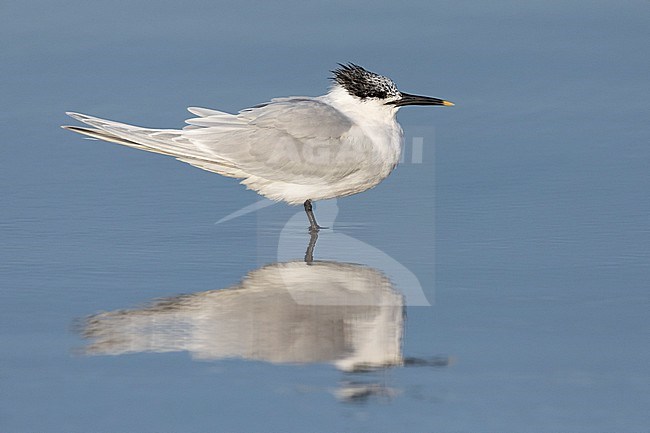 Sandwich Tern (Thalasseus sandvicensis), side view of an adult in winter plumage standing on the sand, Campania, Italy stock-image by Agami/Saverio Gatto,