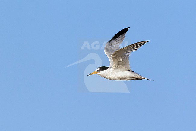 Adult breeding Saunders's Tern (Sternula saundersi) in flight at a breeding site in the Sinaï region. stock-image by Agami/David Monticelli,