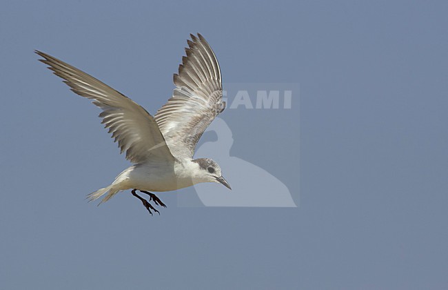 Winterkleed Witwangstern in vlucht, Winterplumage Whiskered Tern in flight stock-image by Agami/Markus Varesvuo,