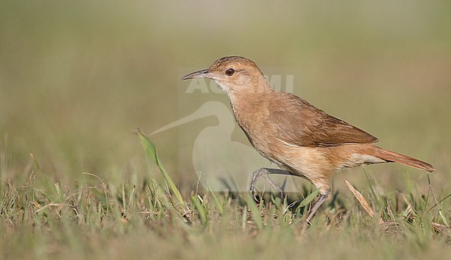 Rufous Hornero (Furnarius rufus) walking in a meadow near Intervales in Brazil stock-image by Agami/Ian Davies,