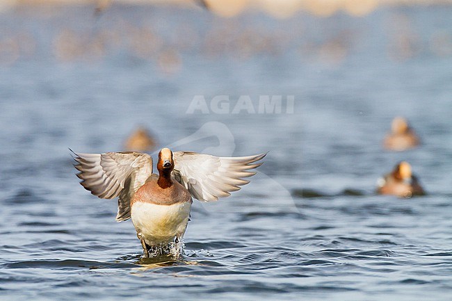 Smient, Eurasian Wigeon, Anas penelope wintering birds on lake during frost period stock-image by Agami/Menno van Duijn,