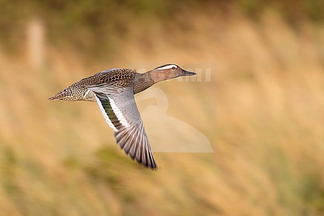 A summer plumage Garganey flying against a green and yellow background. stock-image by Agami/Jacob Garvelink,