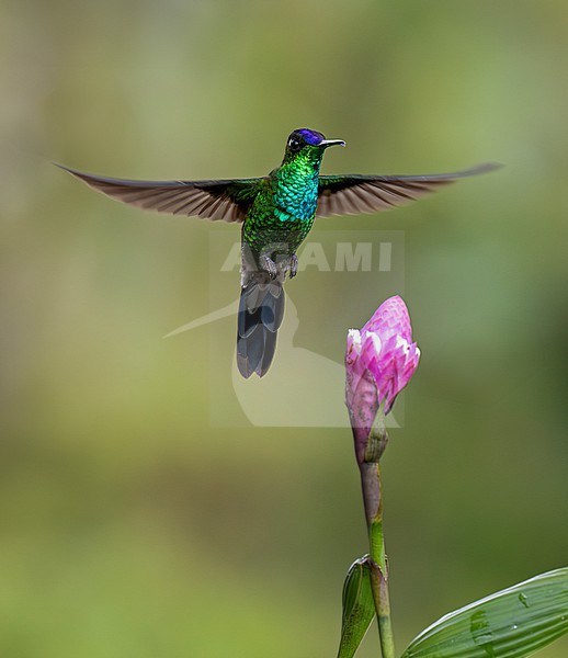 Violet-fronted Brilliant (Heliodoxa leadbeateri sagitta) male in flight, hovering at a pink-and-white flower with plain background stock-image by Agami/Andy & Gill Swash ,