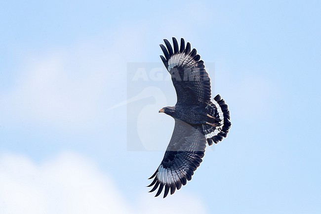 Cuban Black Hawk (Buteogallus anthracinus) in flight. stock-image by Agami/David Monticelli,