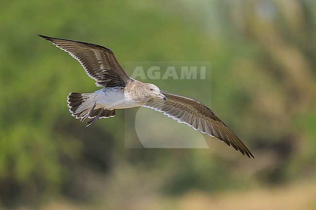 Sooty gull, Ichthyaetus hemprichii, in flight. stock-image by Agami/Sylvain Reyt,