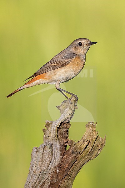 Common Redstart (Phoenicurus phoenicurus), side view of an adult female perched on a dead trunk, Campania, Italy stock-image by Agami/Saverio Gatto,