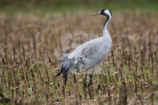 Kraanvogel staand in veld; Common Crane standing in field stock-image by Agami/Han Bouwmeester,