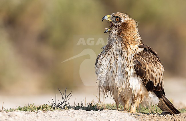 Booted Eagle after bathing with beak wide open and shows its tongue stock-image by Agami/Onno Wildschut,