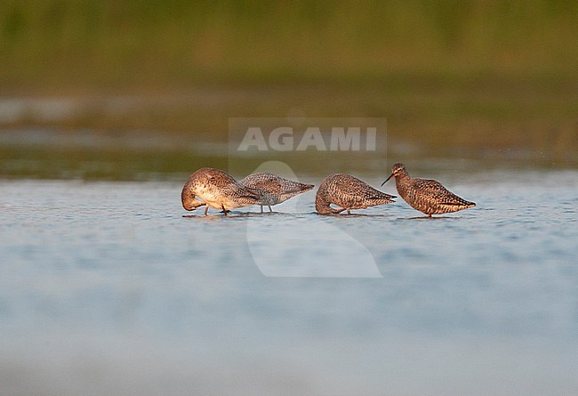 Four Spotted Redshanks (Tringa erythropus) resting and preening on a flooded meadow on Marken island in the Netherlands. One bird looking alert for possible danger. stock-image by Agami/Marc Guyt,