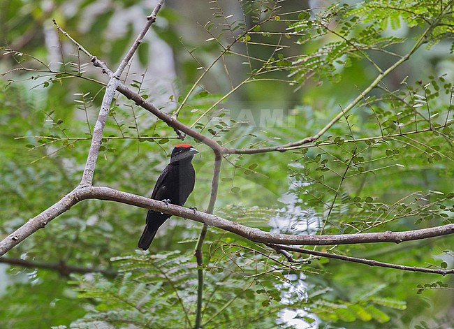 Red-crowned Malimbe (Malimbus coronatus) in Gabon. Perched in the canopy. stock-image by Agami/Pete Morris,
