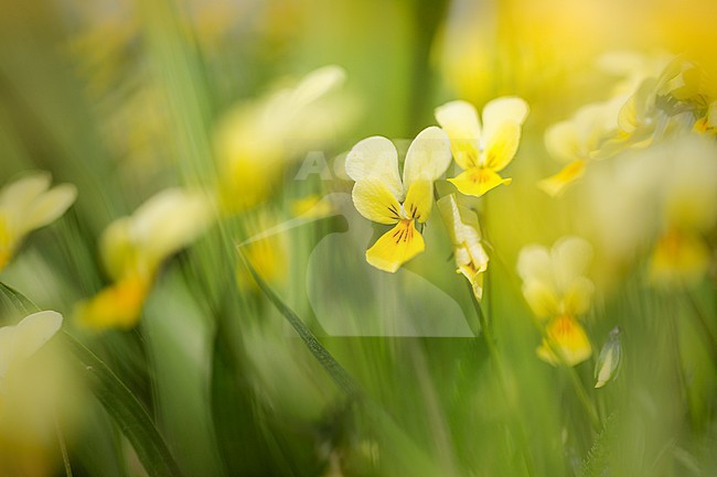 Detail van Zinkviooltje, Closeup of Mountain Pansy stock-image by Agami/Wil Leurs,