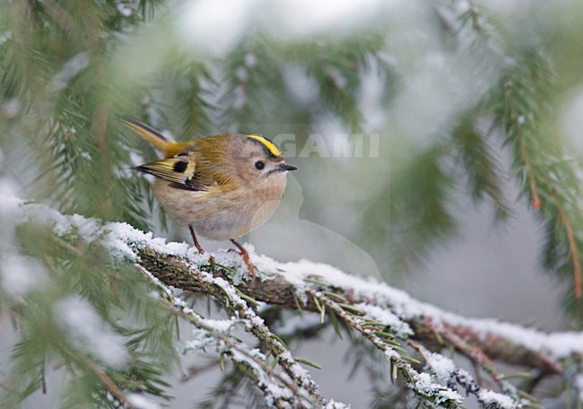 Goudhaan in winters landschap; Goldcrest in wintersetting stock-image by Agami/Markus Varesvuo,