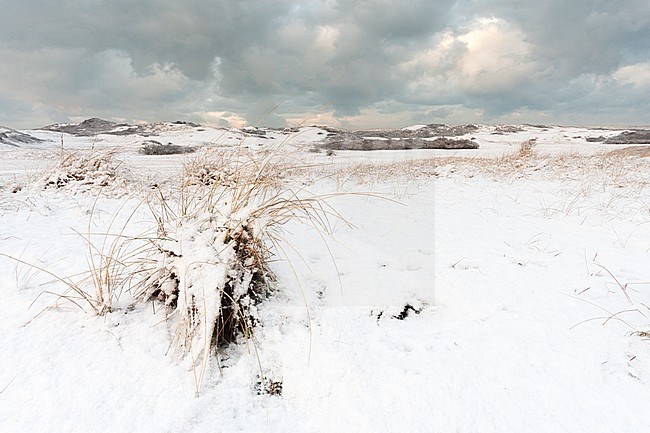 Snow-covered Marram grass (Ammophila) at Nationaal Park Hollandse Duinen stock-image by Agami/Marc Guyt,
