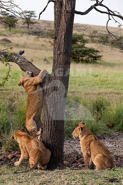 A lion cub, Panthera leo, climbing on a tree. stock-image by Agami/Sergio Pitamitz,