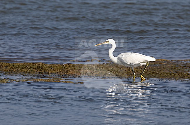 Western Reef Heron (Egretta gularis) white phase near the coast of Oman stock-image by Agami/Roy de Haas,