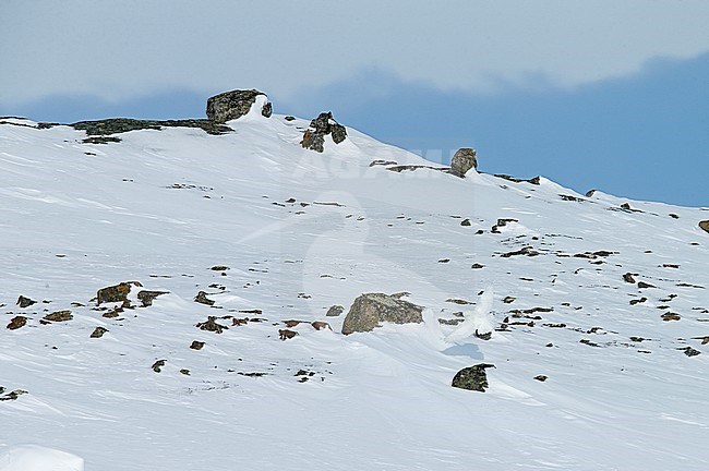 Snowy Owl (Nyctea scandiaca) Utsjoki Finland April 2013 stock-image by Agami/Markus Varesvuo,