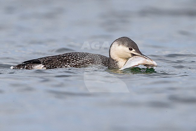 Red-throated Diver (Gavia stellata) wintering in Italy. With caught fish. stock-image by Agami/Daniele Occhiato,