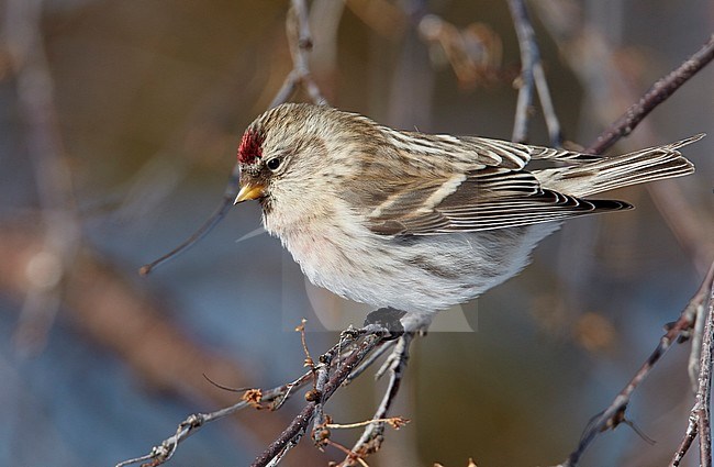 Mealy Redpoll (Acanthis flammea) Kaamanen Inari Finland stock-image by Agami/Markus Varesvuo,