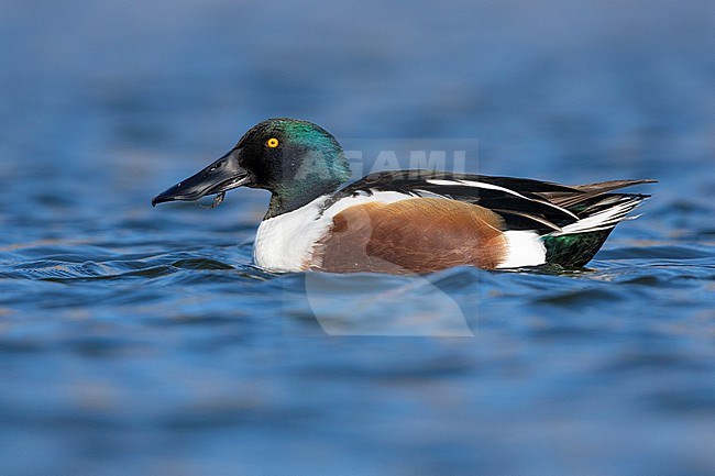 Northern Shoveler (Spatula clypeata), side view of an adult male in the water, Campania, Italy stock-image by Agami/Saverio Gatto,