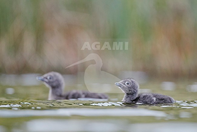 Red-throated Diver chick (Gavia stellata) Iceland June 2019 stock-image by Agami/Markus Varesvuo,