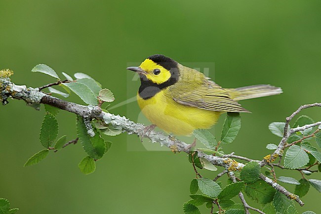 Adult male Hooded Warbler against green background.
Galveston Co., Texas. stock-image by Agami/Brian E Small,